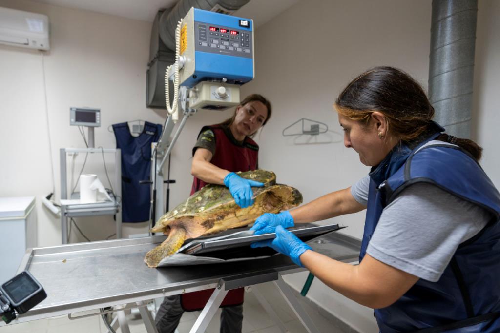 Körfez’deki yaralı Caretta caretta kurtarıldı