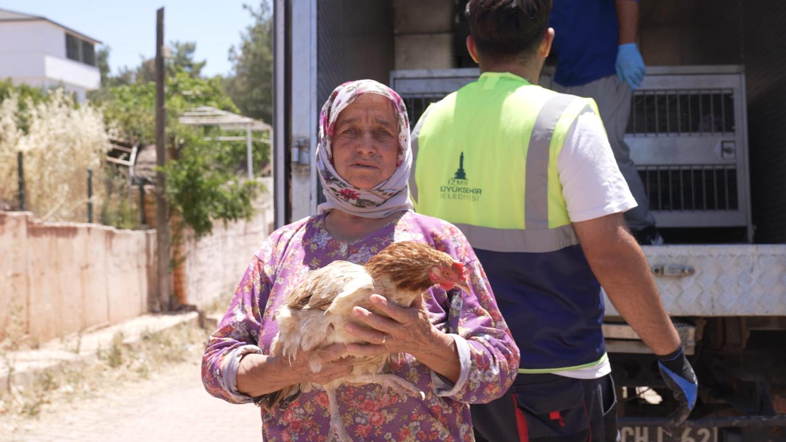 Yürekleri ısıtan haber Seferihisar’dan  İzmir’deki yangından kurtarılan tavuklarına kavuştu