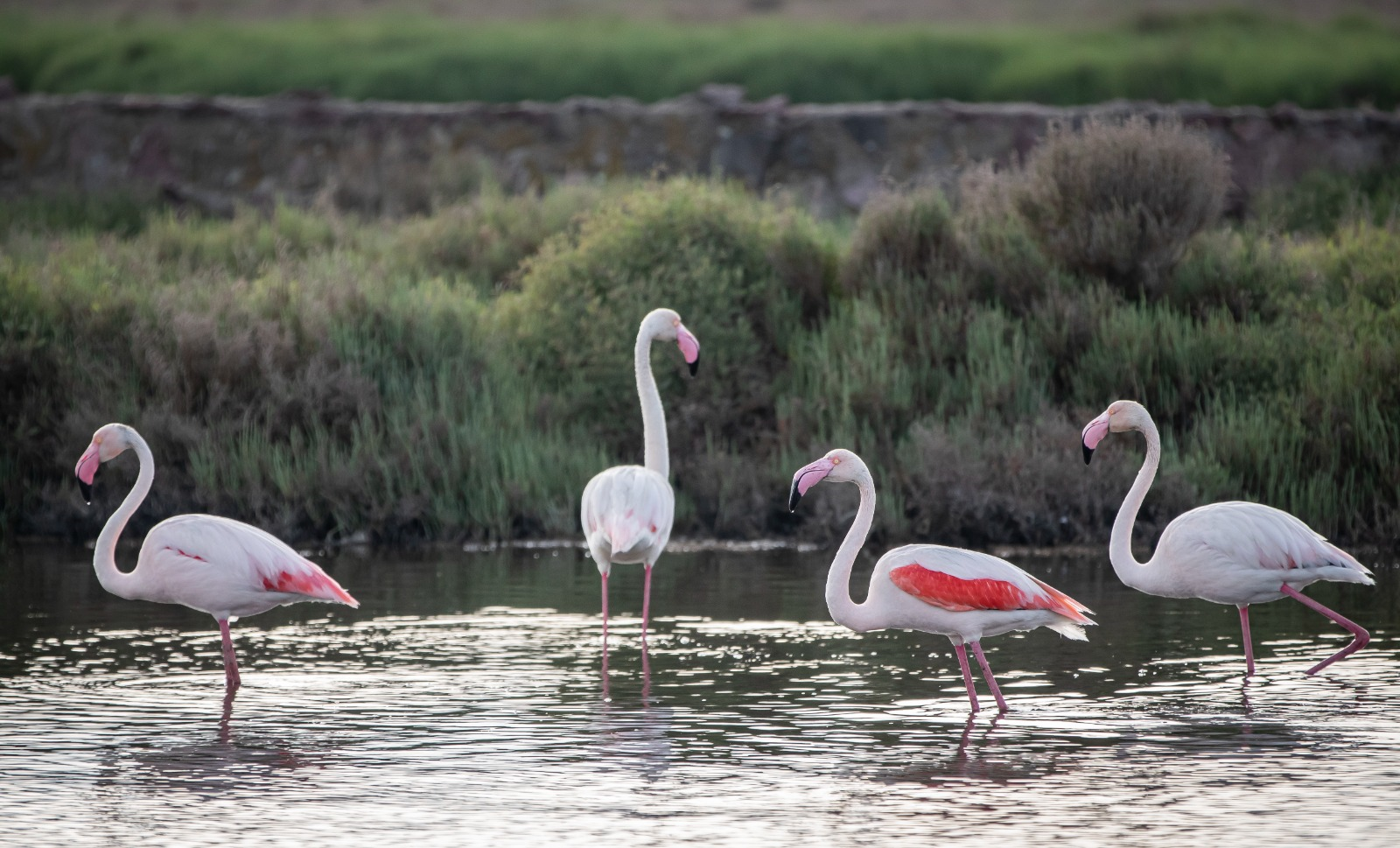Başkan Soyer Çiğli Arıtma Tesisi’ndeki çalışmaları inceledi
