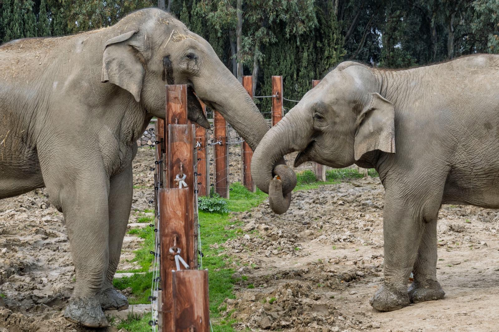 Türkiye’de doğan ilk fil İzmir 14 yaşında  İyi ki doğdun “İzmir”