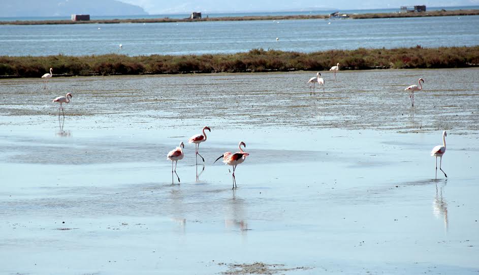 Kuş Cenneti’ne anjiyo