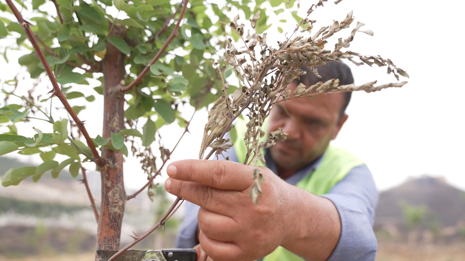 9 Eylül’de İzmir’in dağlarında çiçekler açtı
