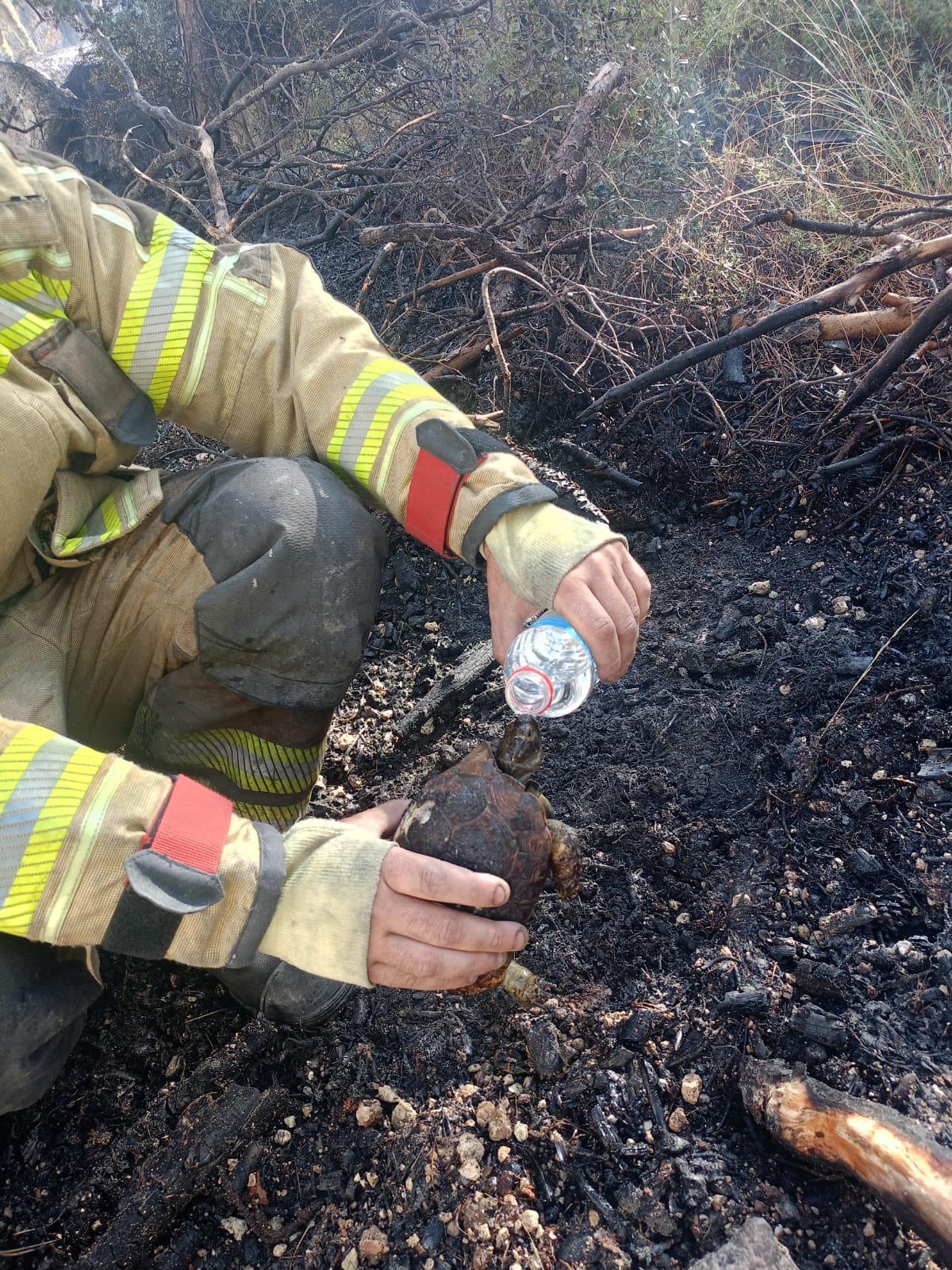 Foça’daki yangına İzmir İtfaiyesi ekipleri de müdahale etti
