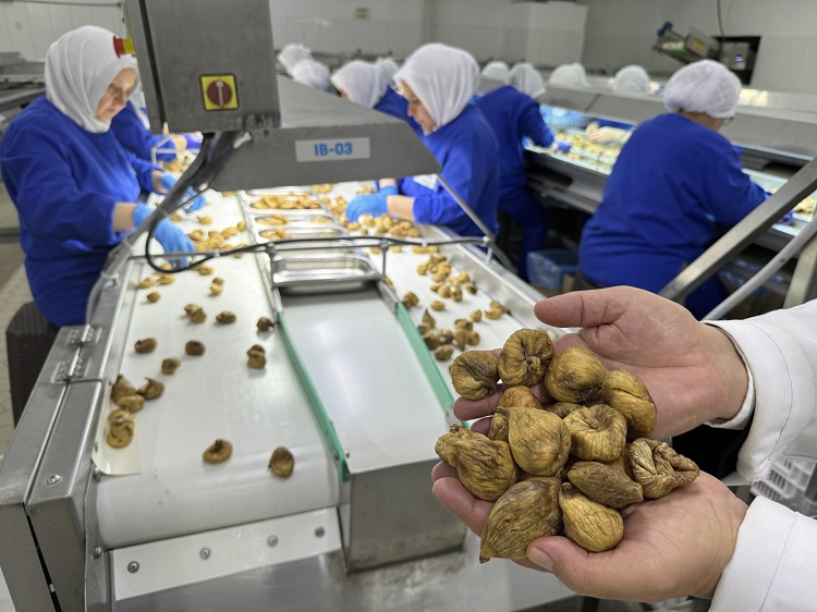 Kuru incir ihracatında yüzde 12’lik artış 92 milyon dolarla sezonu kapattı