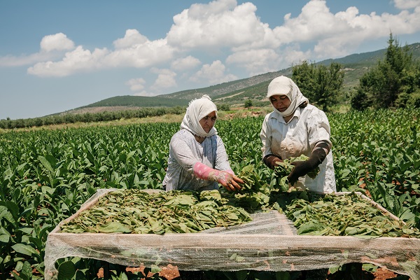 Tütün sektörü 7 yıl sonra ihracatta 1 milyar dolar sınırını aştı