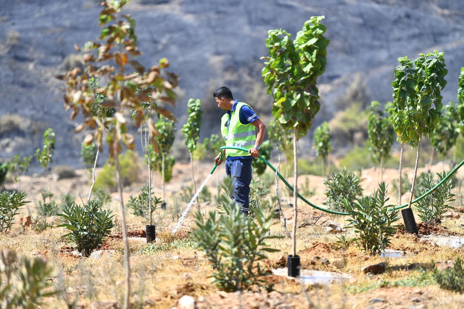 Yangınların etkilediği 15 bin ağaç tedavi edilerek hayatta tutulacak