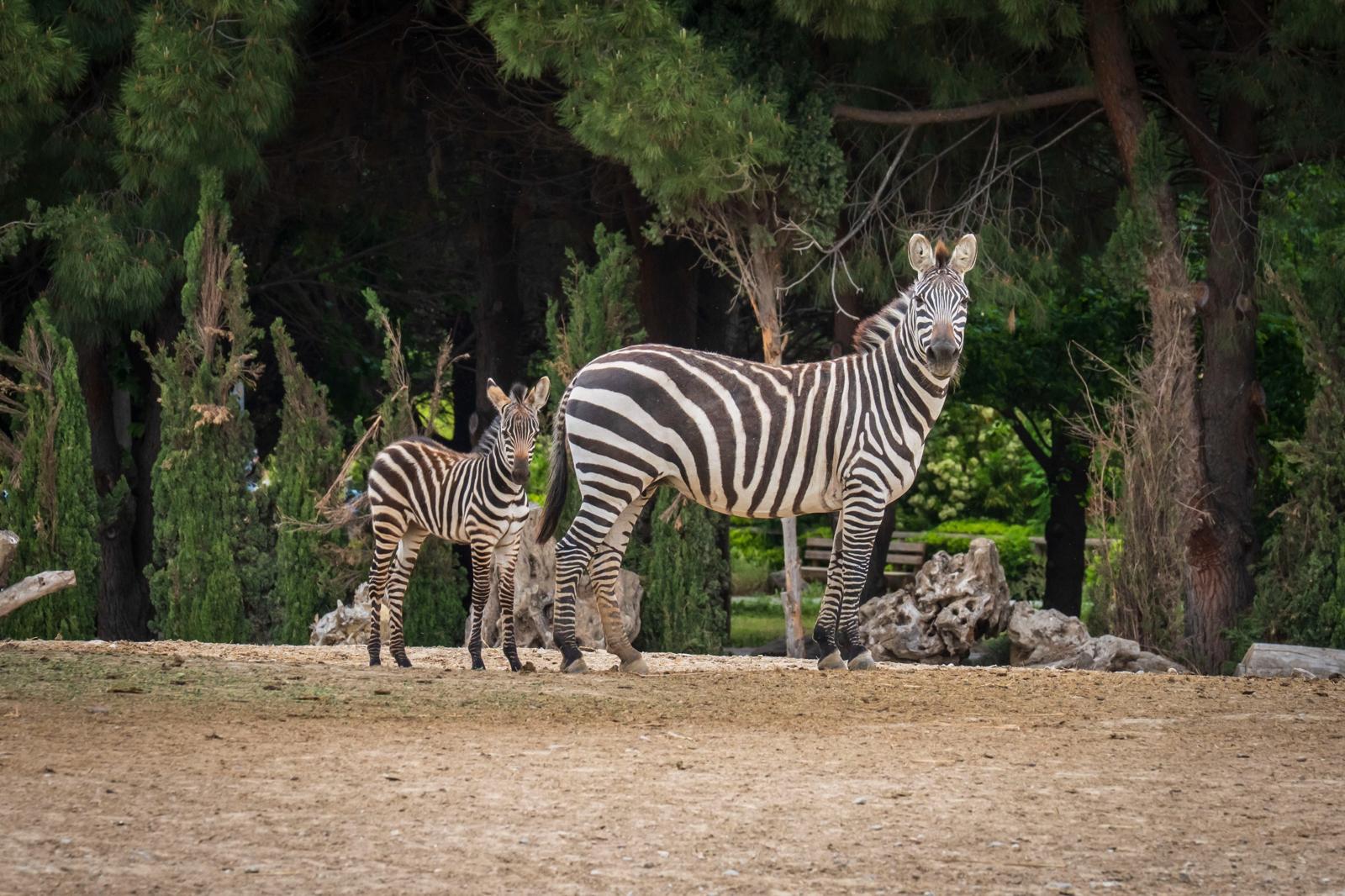 İzmir Doğal Yaşam Parkı’nda bebek heyecanı