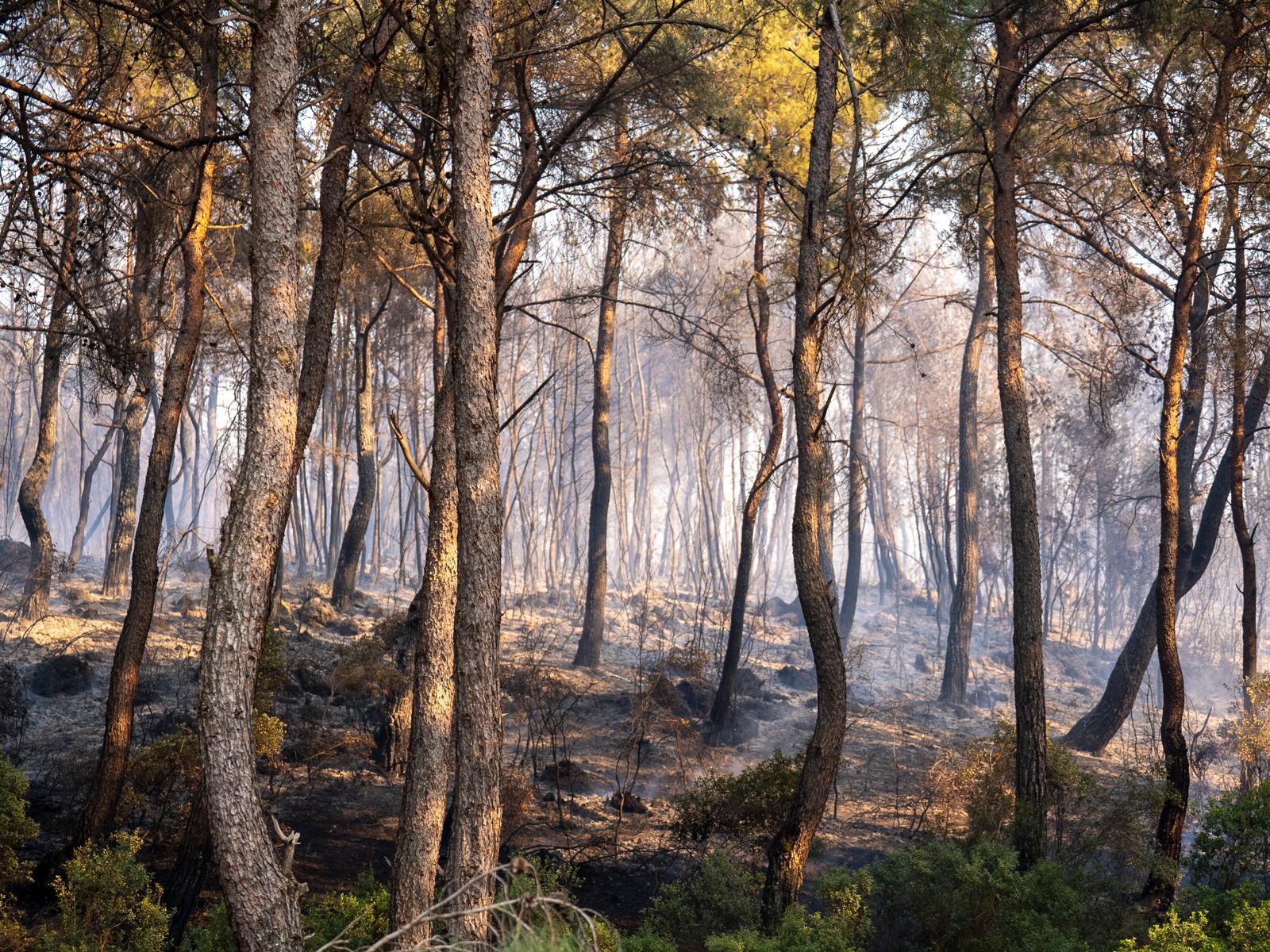 Gaziemir'de korkutan orman yangını kontrol altına alındı
