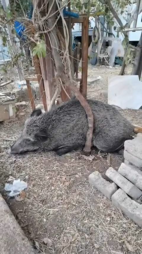 Ateşli silahla yaralanan domuz Doğal Yaşam Parkı’nda sağlığına kavuştu