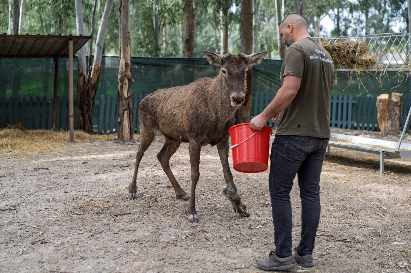 Yaralı olarak fabrikaya sığınan geyik emin ellerde