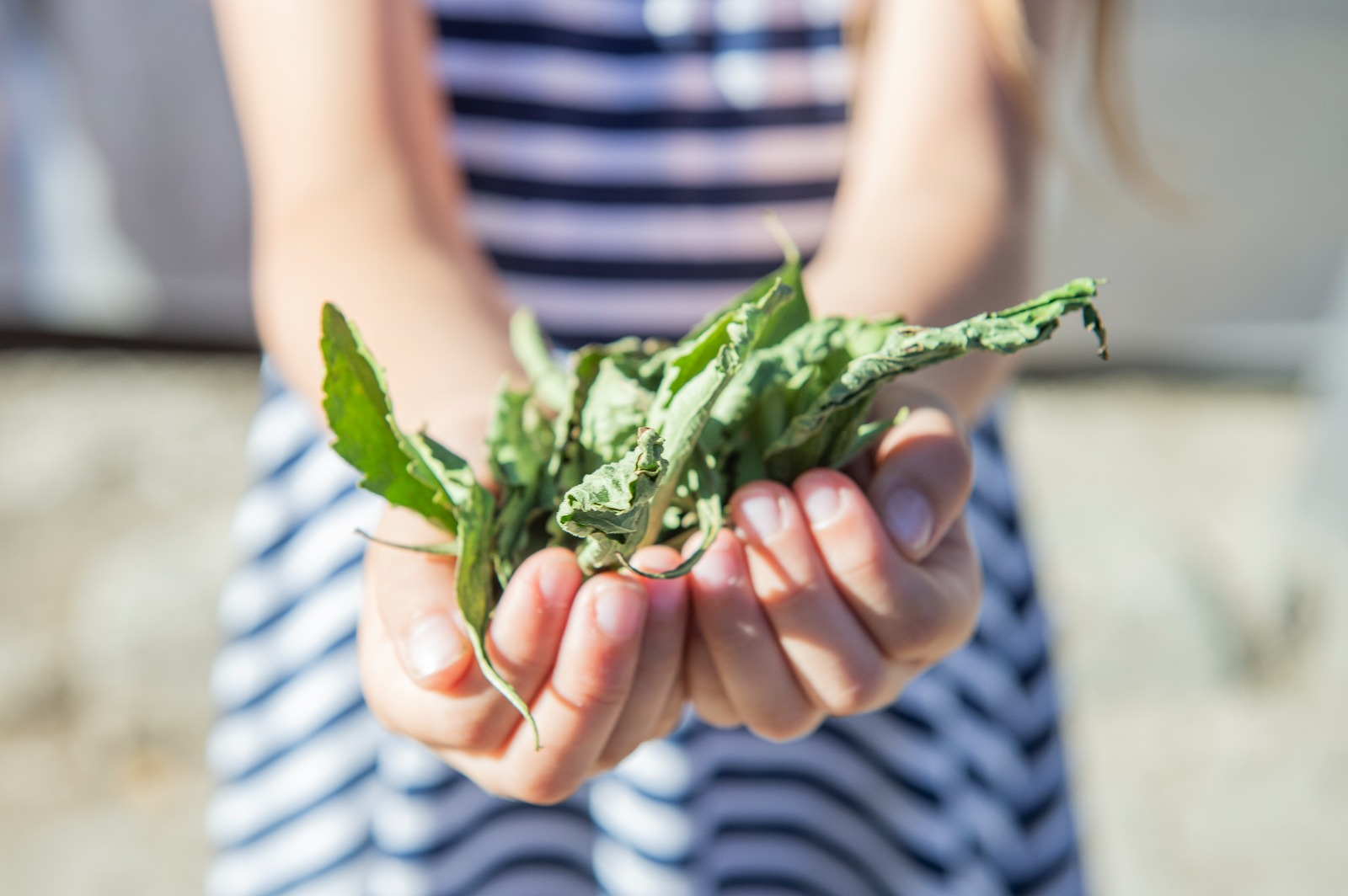 Çiftçiye yeni gelir kapısı           