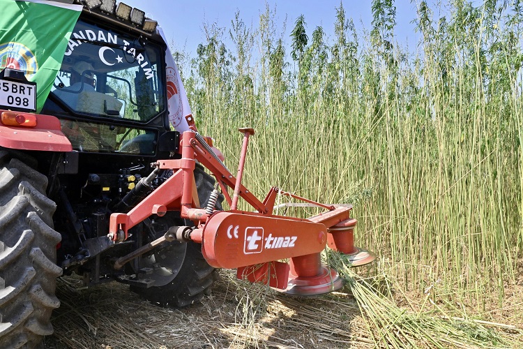 İzmir'de İlk Defa İzinli ve Kontrollü Olarak Lif ve Tohum Üretimi Amacıyla Yetiştirilen Kenevirin Hasadı Gerçekleştirildi