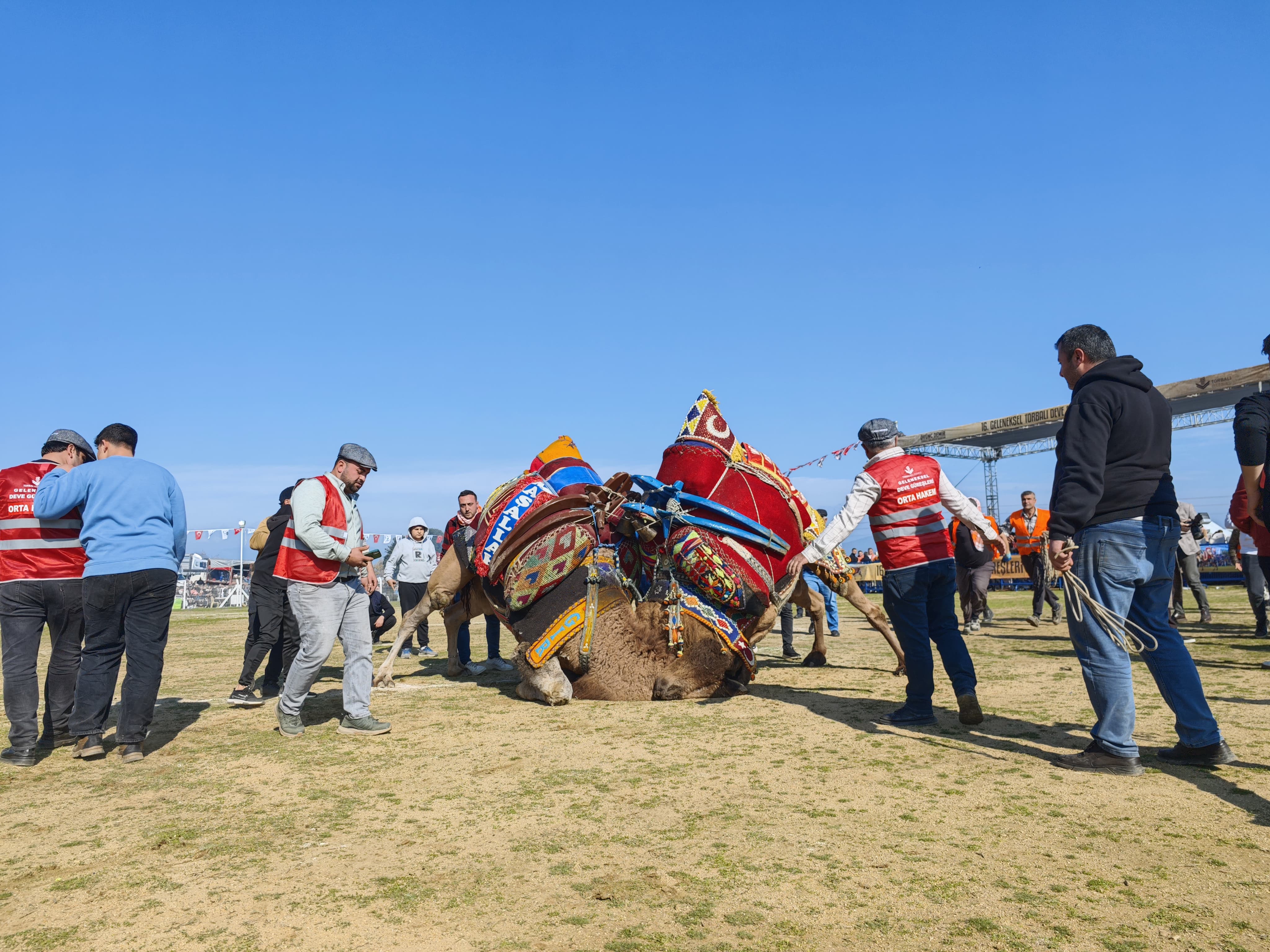 Torbalı’da deve güreşi festivaline rekor katılım