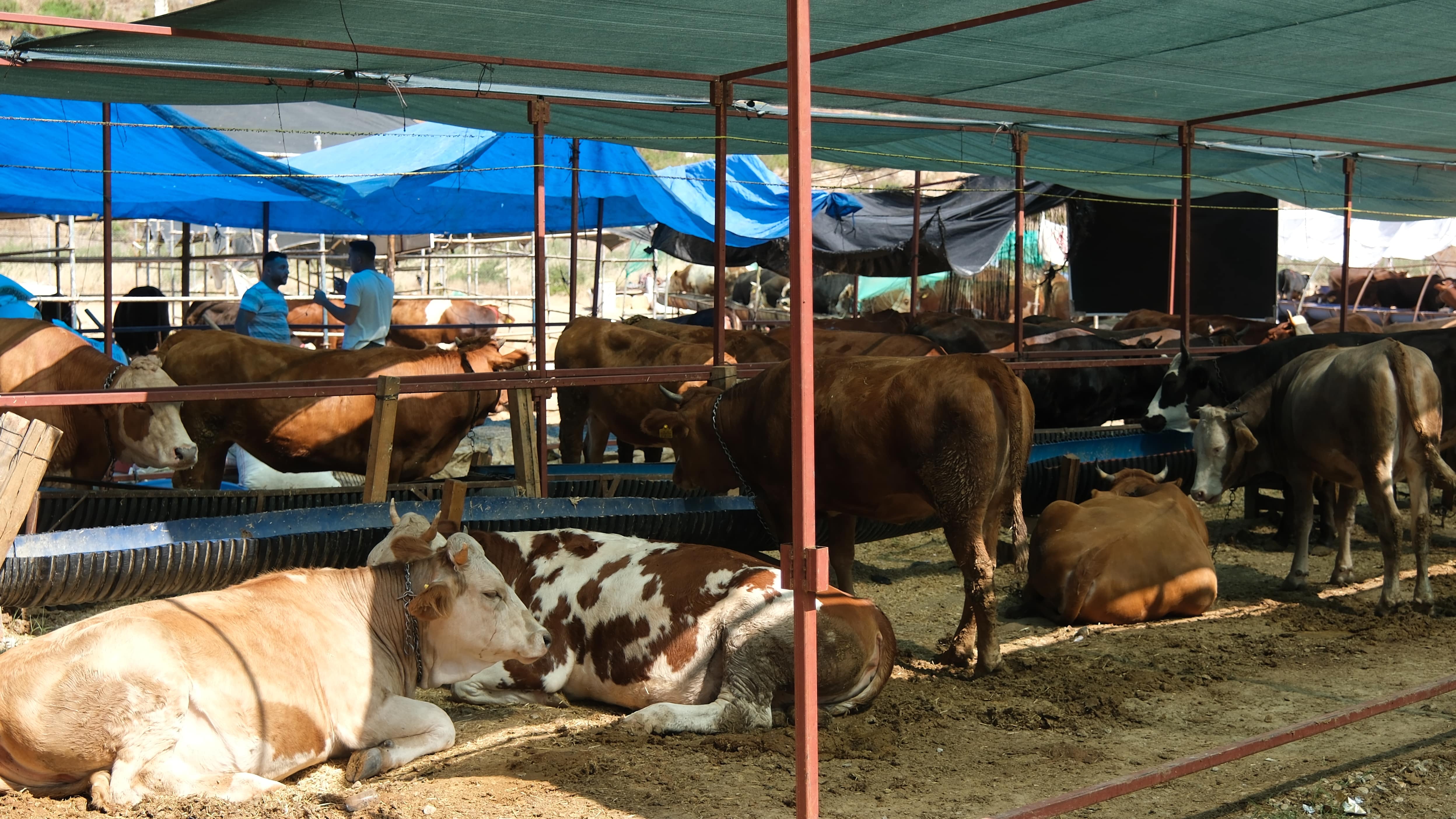 MENEMEN'DE KURBANLIKLARA SIKI DENETİM