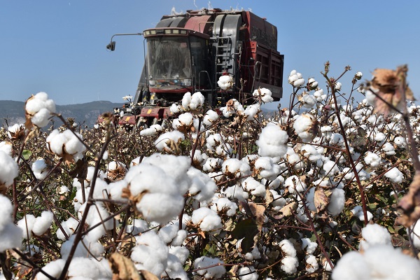 Başkan Fevzi Çondur’dan Dünya Pamuk Günü Mesajı:  Pamuk, Türkiye’nin Stratejik Tarım Ürünüdür