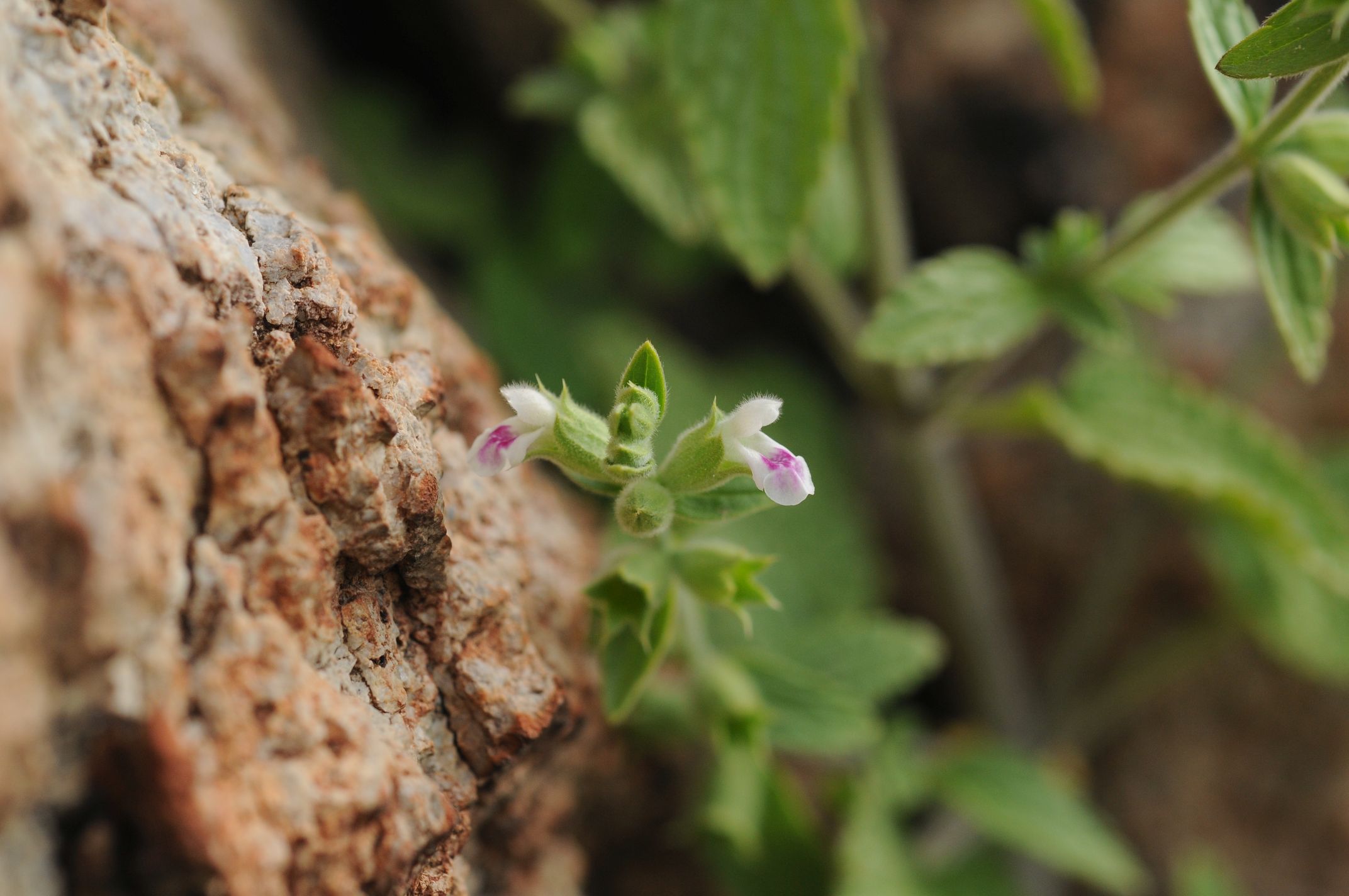 İzmir’de Ballıbabagiller ailesinin yeni bir türü keşfedildi   “Efeçayı” bitkisi literatüre kazandırıldı