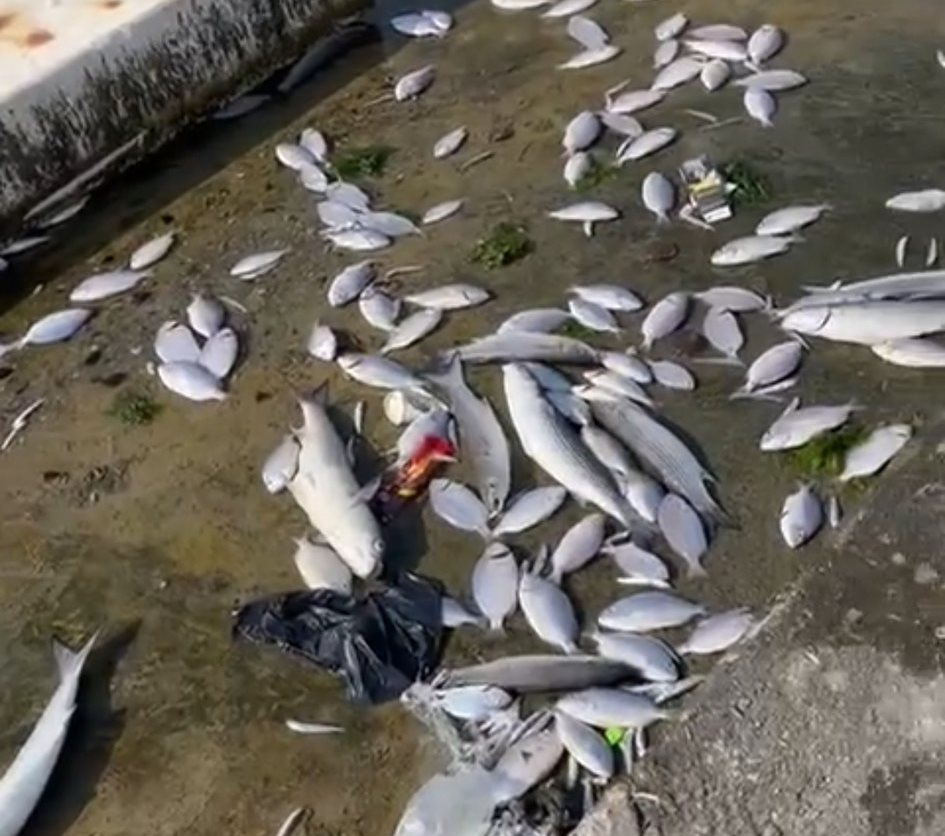 Büyükşehir’den koku ve balık ölümlerine ilişkin bilgilendirme