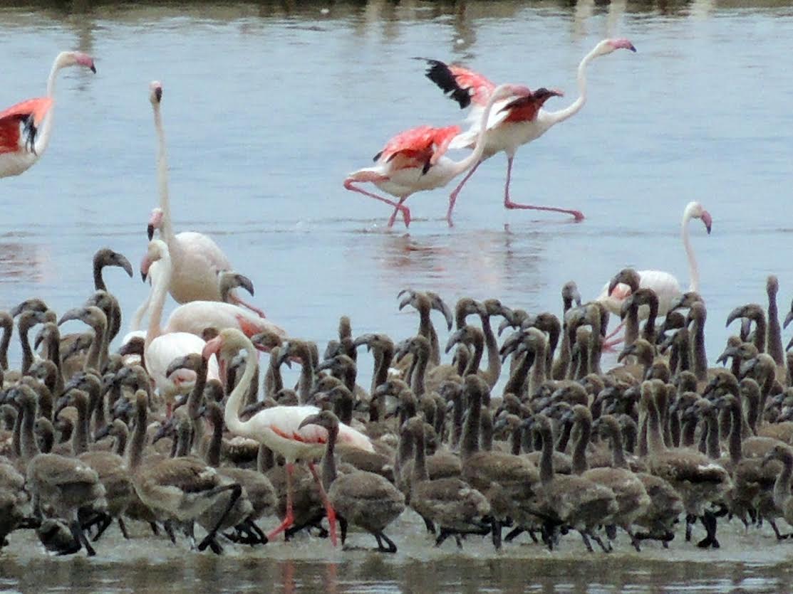 Esat Erçetingöz’ün objektifinden “Flamingo Adası”