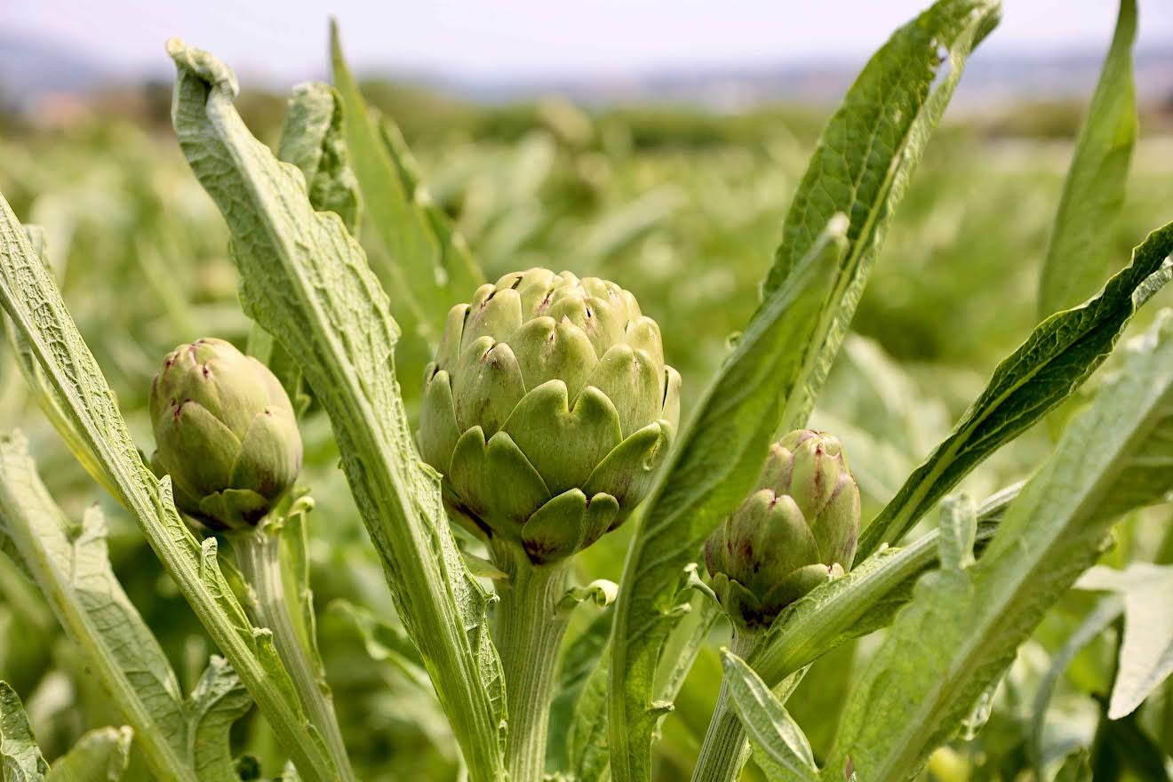 “Bir Enginar, Bin Lezzet”  11. Uluslararası Urla Enginar Festivali Başlıyor