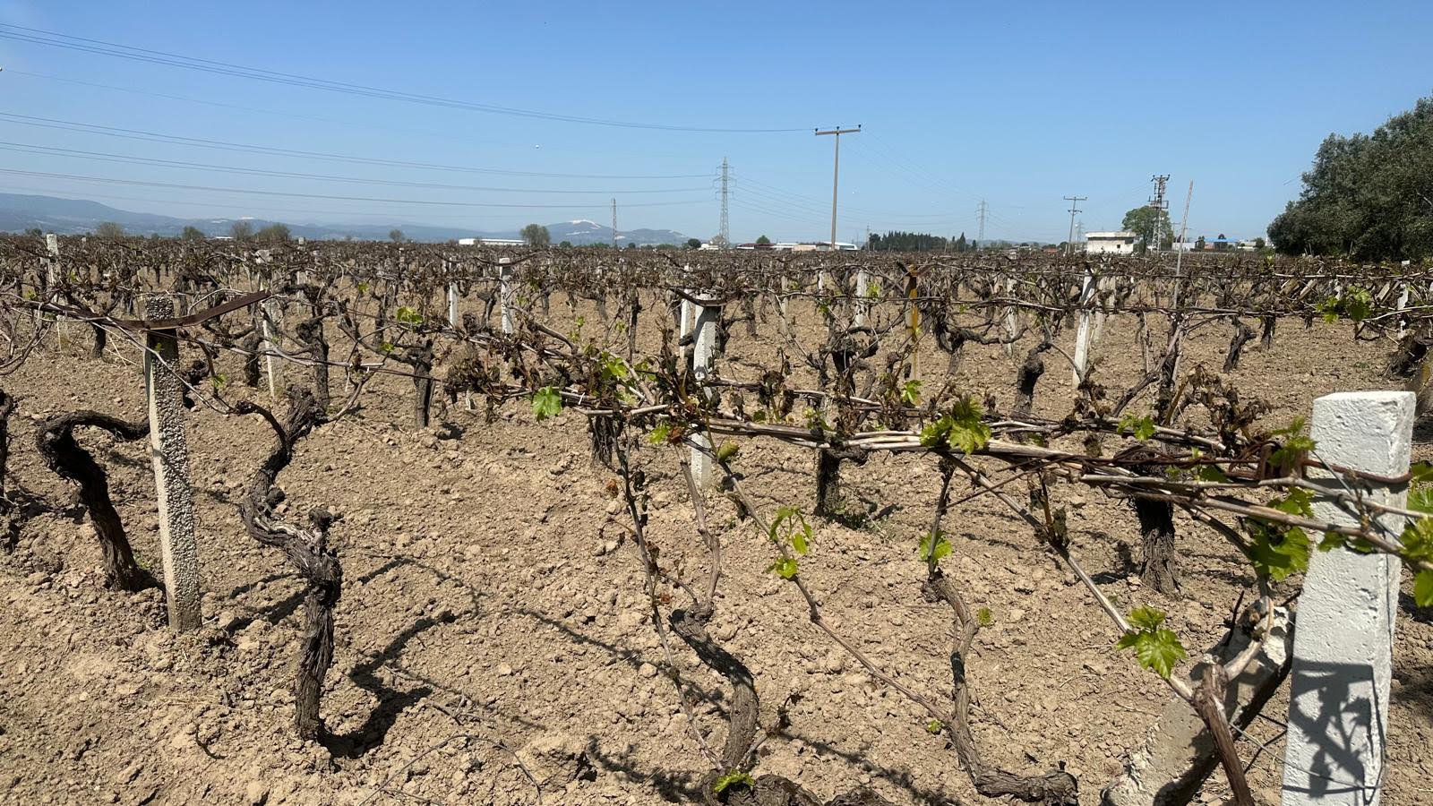 Büyükşehir’den Don Zararına Uğrayan Üreticilere Destek