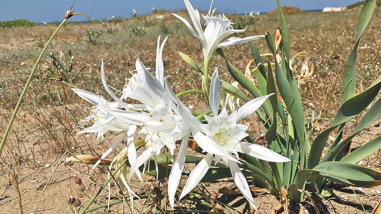 Urla'da Kum Zambaklarına Hayat Veren Etkinlik