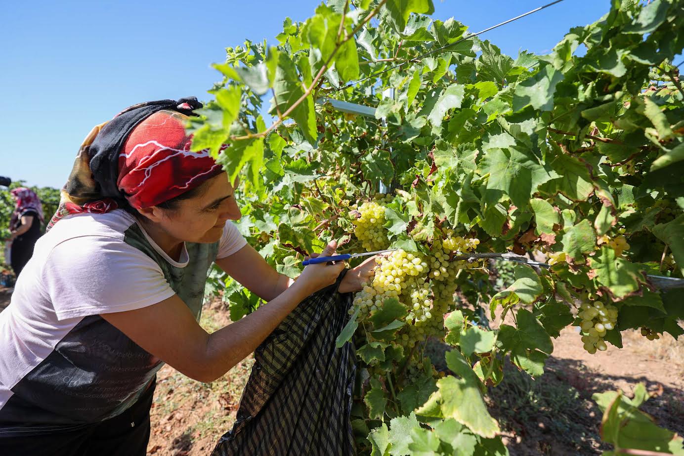 Buca bağlarında hasat başladı. Buca’da bağ bozumu zamanı