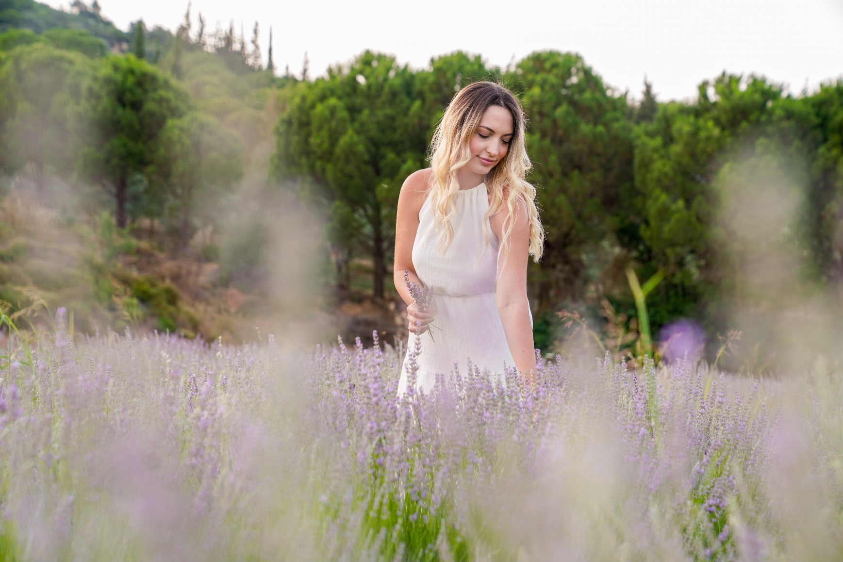 Seferihisar’da lavanta hasadı şenlikle başlıyor