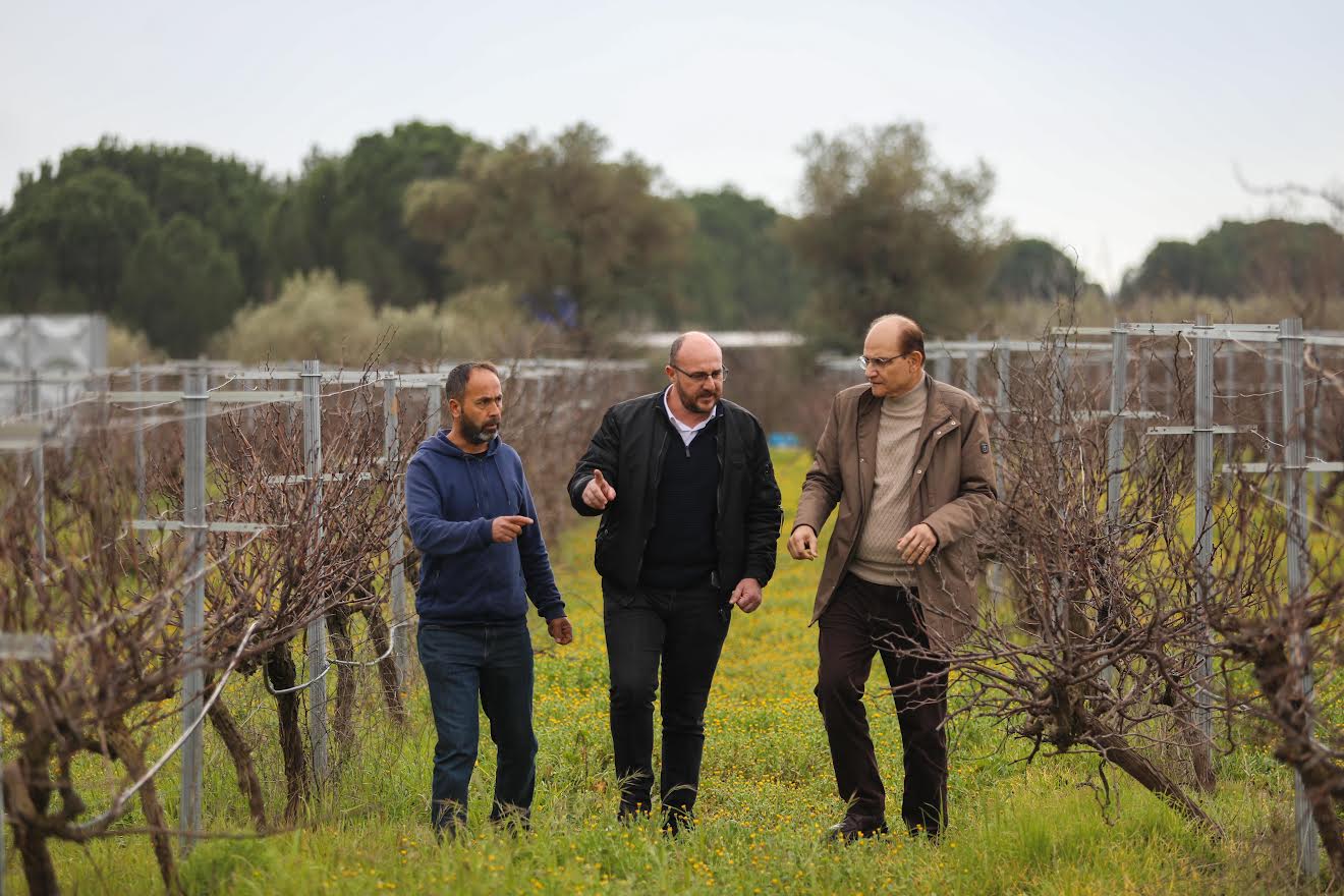 Buca'nın lezzetli  razakı üzümü coğrafi işaret almaya hazırlanıyor