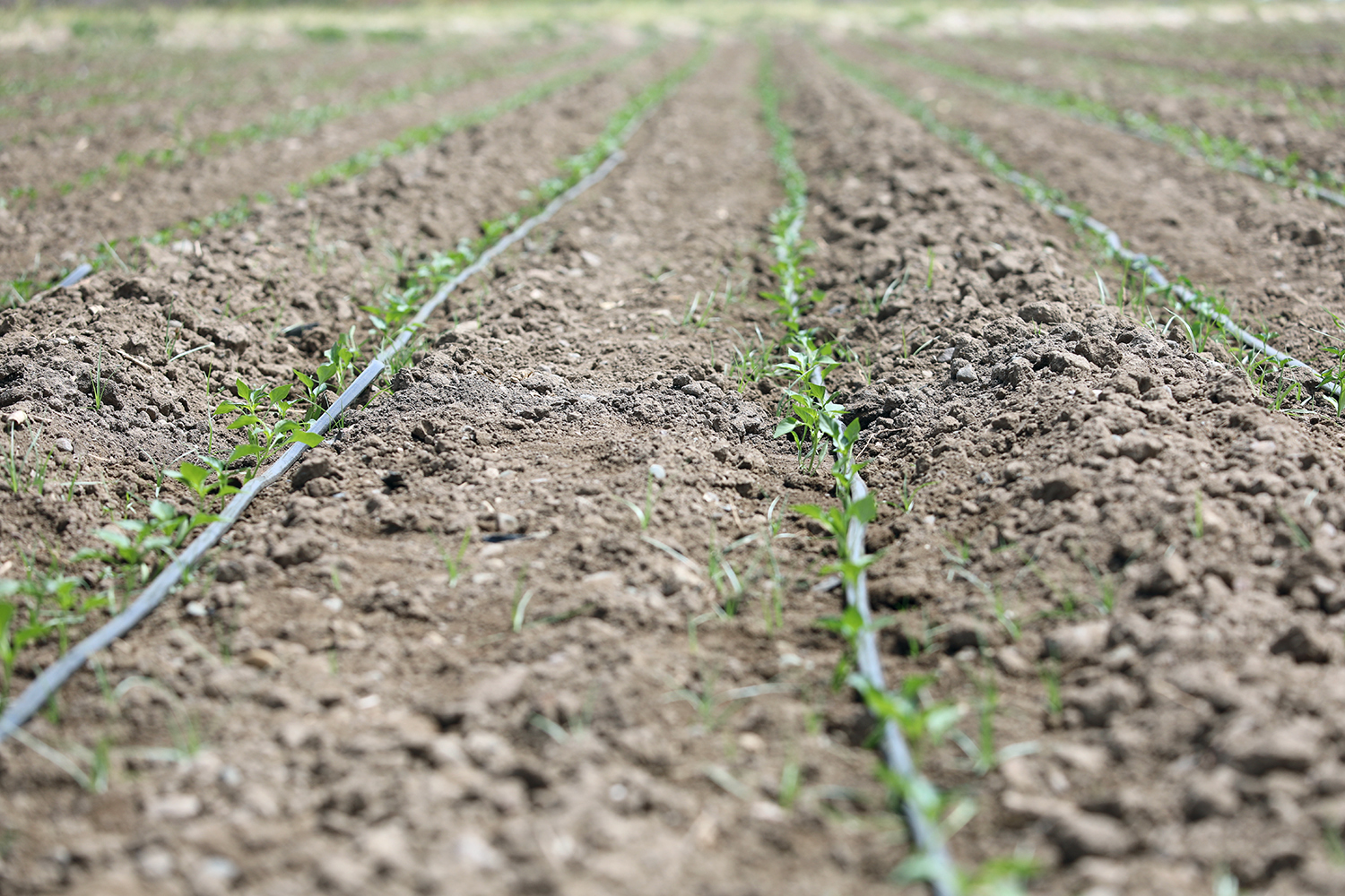 İzmir 2025 Yılı Sulama Sezonu Başladı